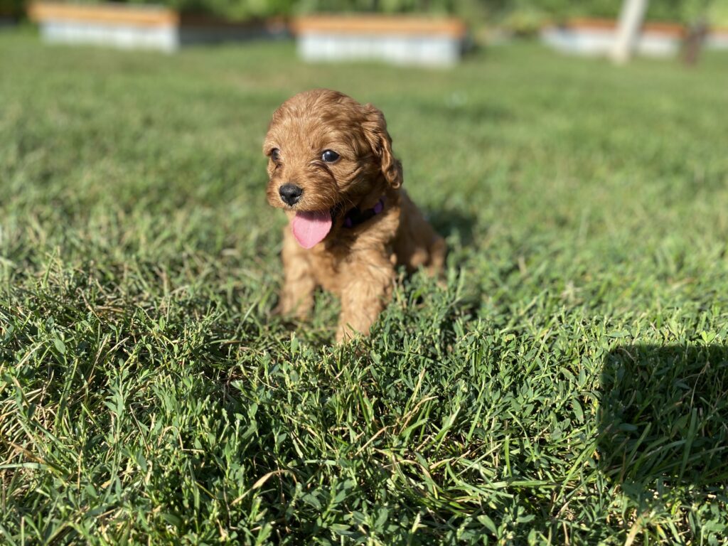 Harley Red Cavapoo Puppy