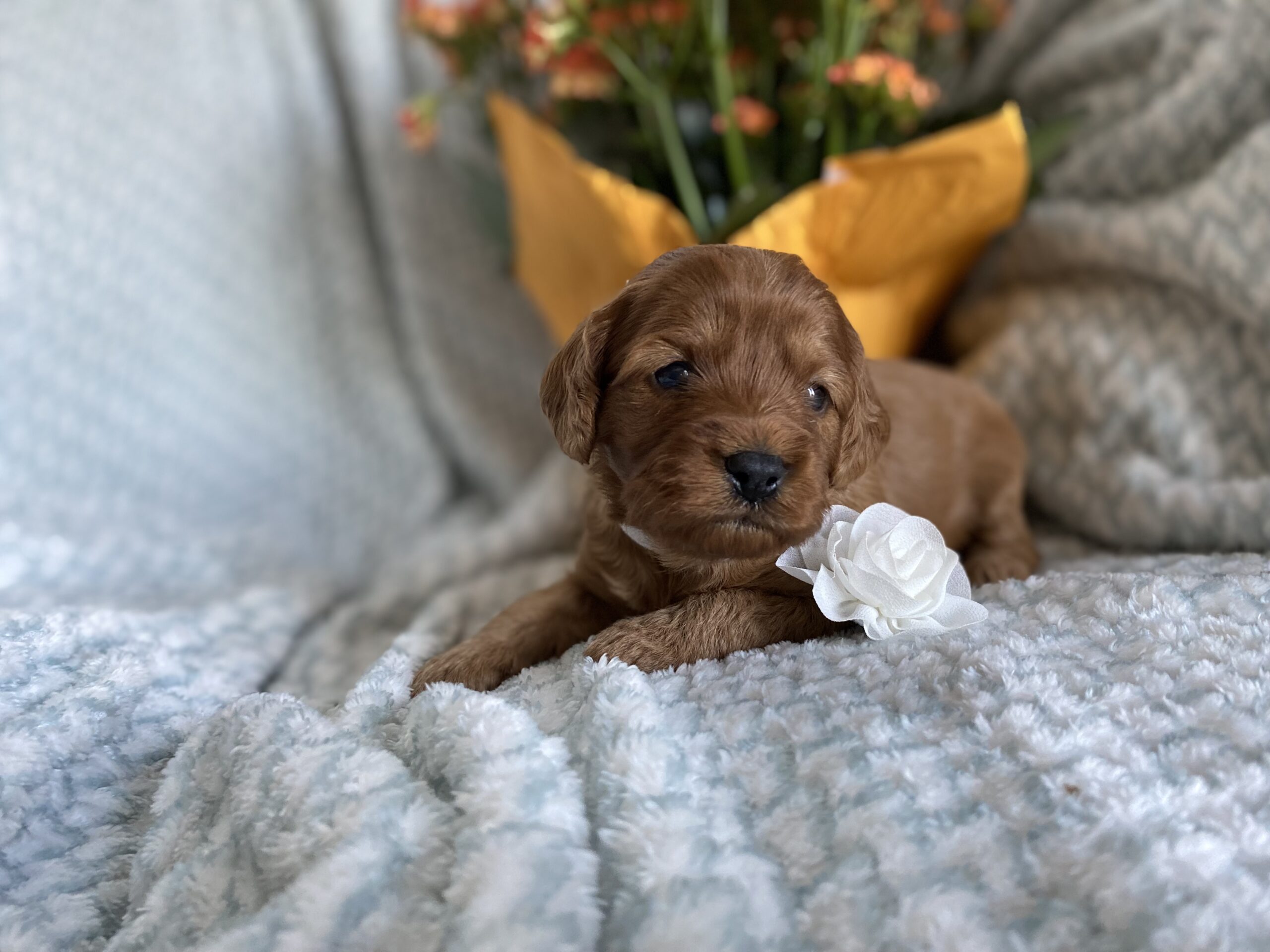 Dixie Cavapoo Puppy for Sale
