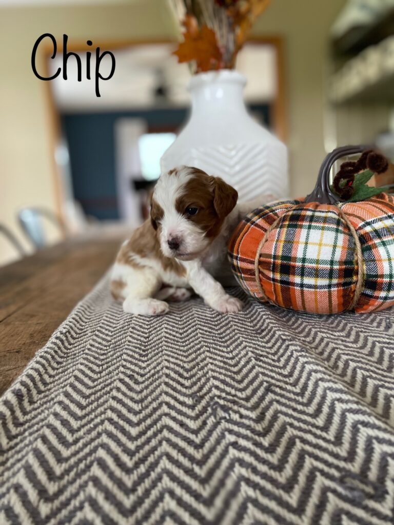 Chip cavapoo puppy