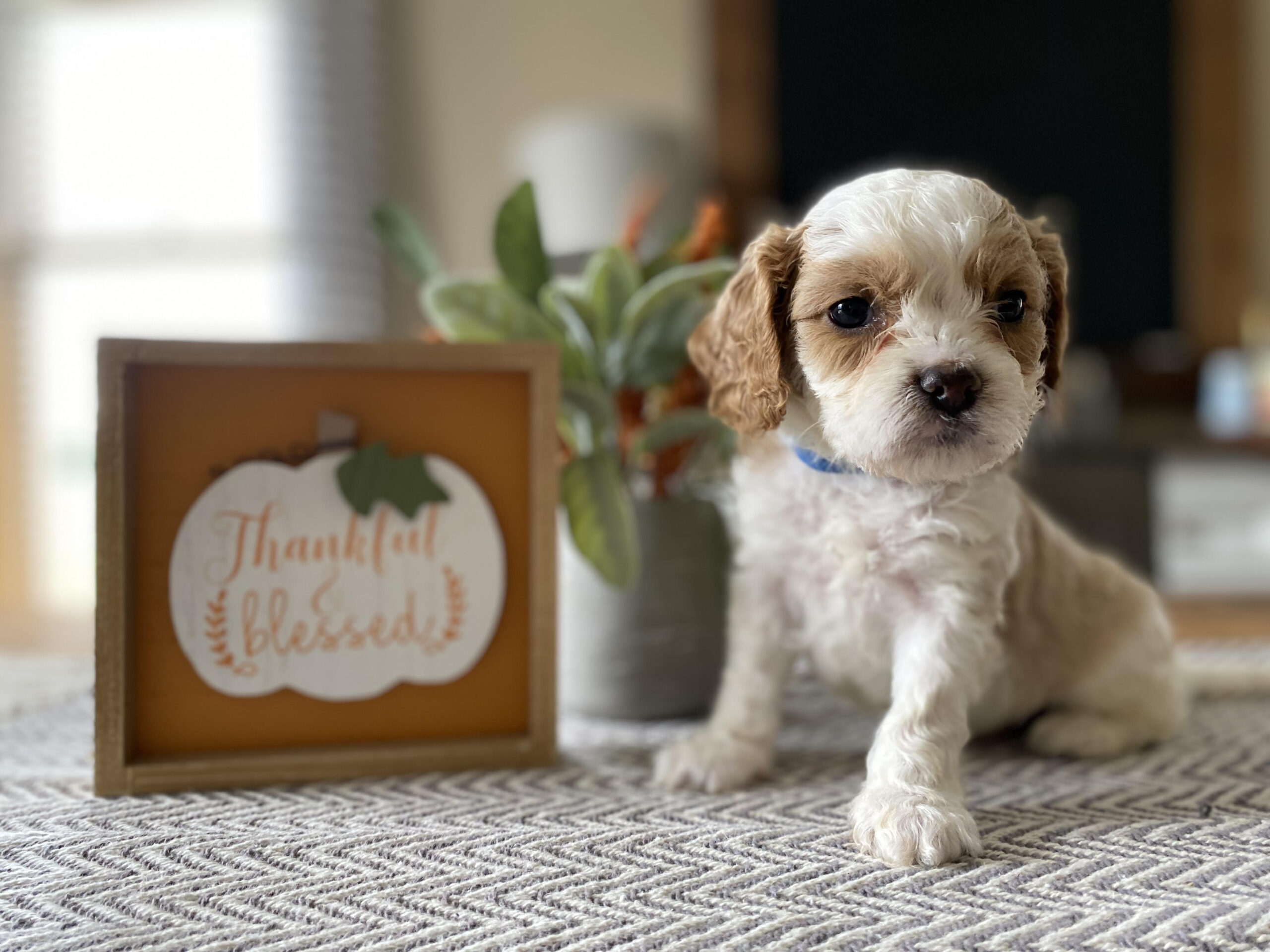 Toy Cavapoo Puppy for Sale