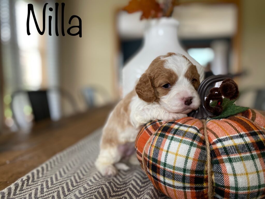 Cute Cavapoo Puppy Girl for Sale