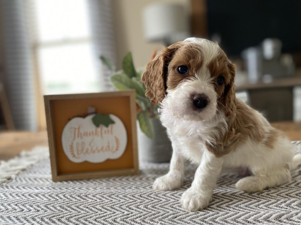 Reese Parti Cavapoo Puppy for Sale White and Red