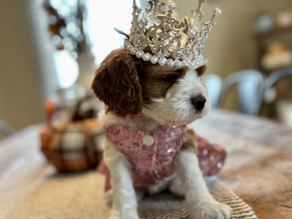 Reese as Glinda Beautiful Puppy witch