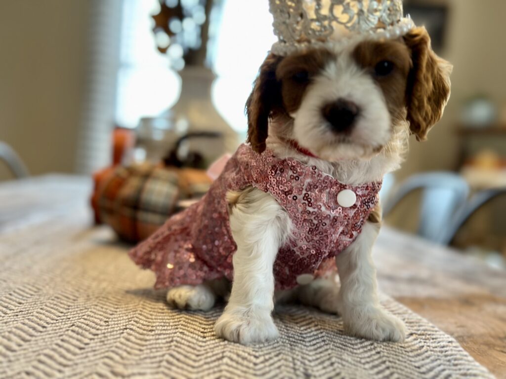 Reese as Glinda Beautiful Puppy witch